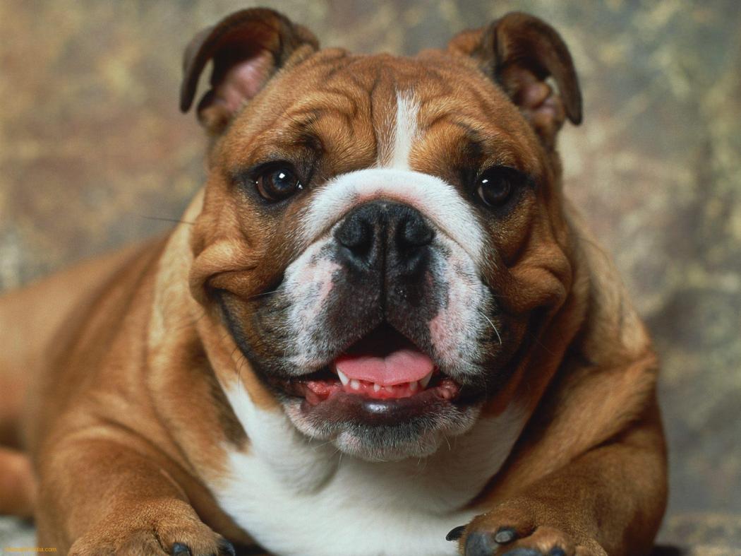 photo-bulldog-looking-at-you