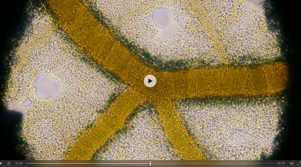 Screen Shot 2016-06-08 at 7.46.04 AM