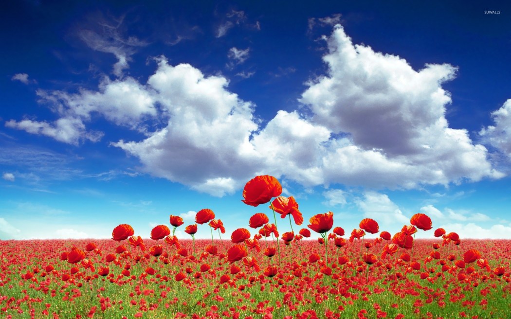 poppy-field-20134-1920x1200